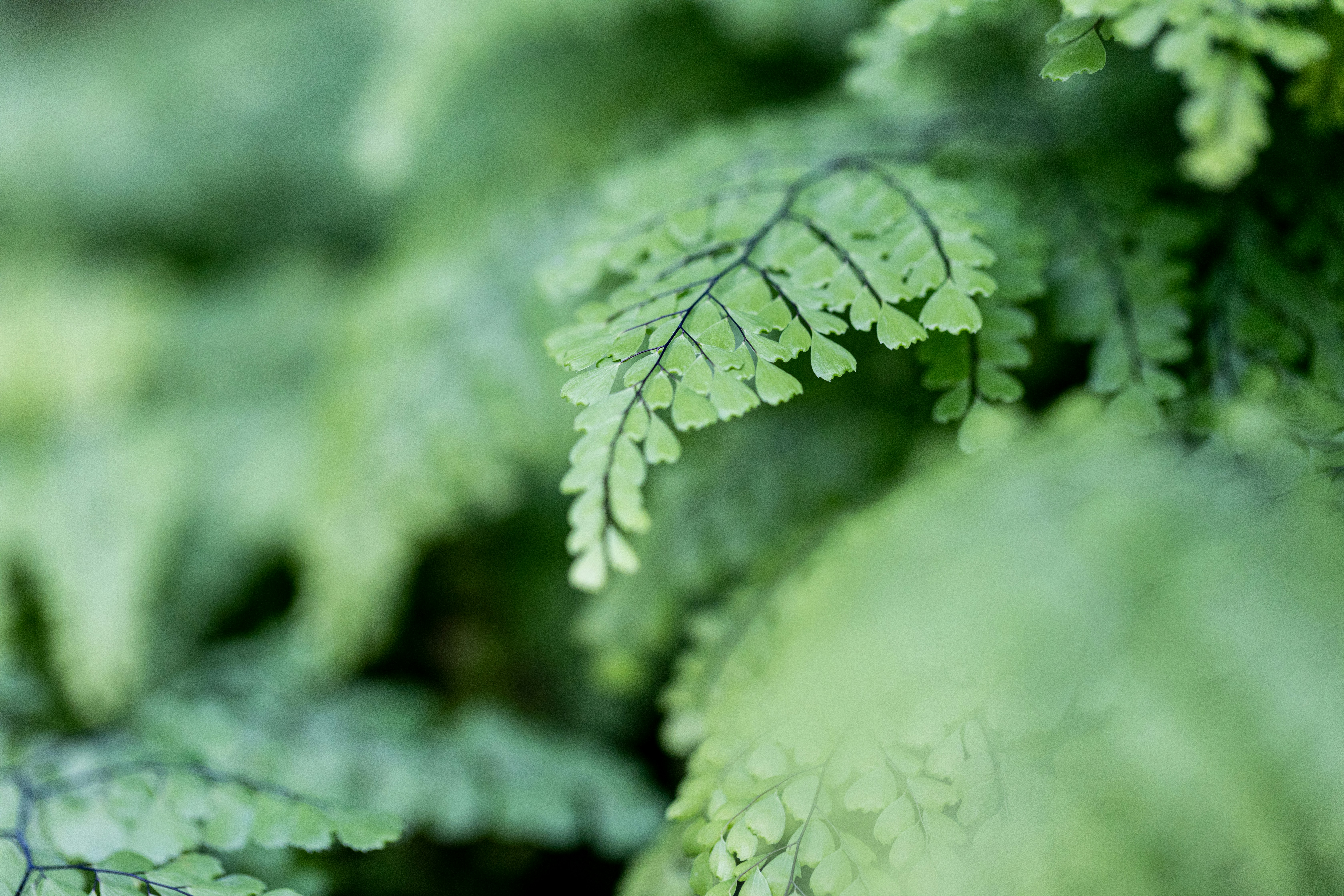 Natuurherstelwet: Parlement stemt in