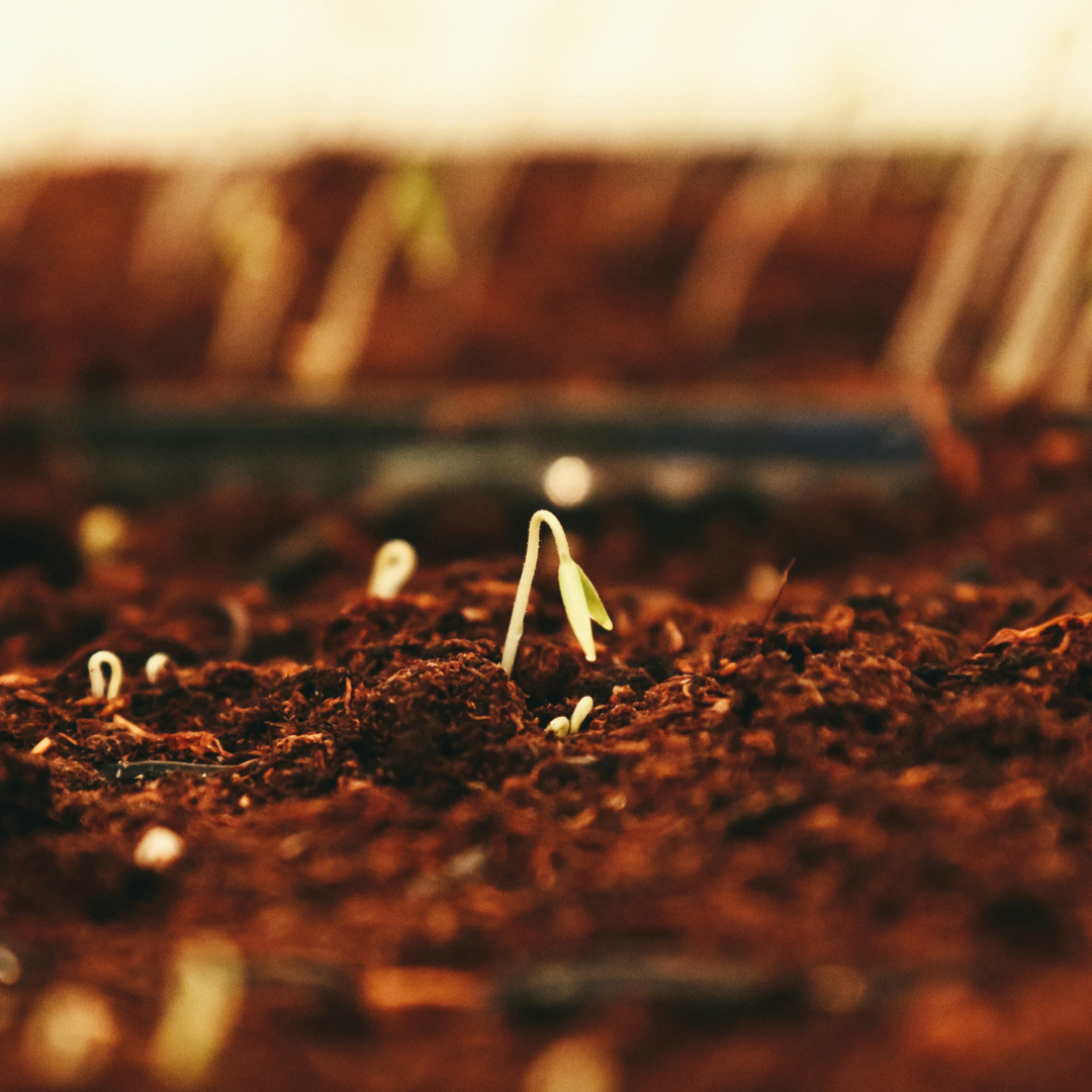 Raad legt standpunt vast over plantaardig teeltmateriaal